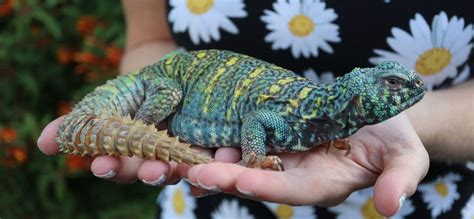 reptoids online|Reptiles For Sale .
